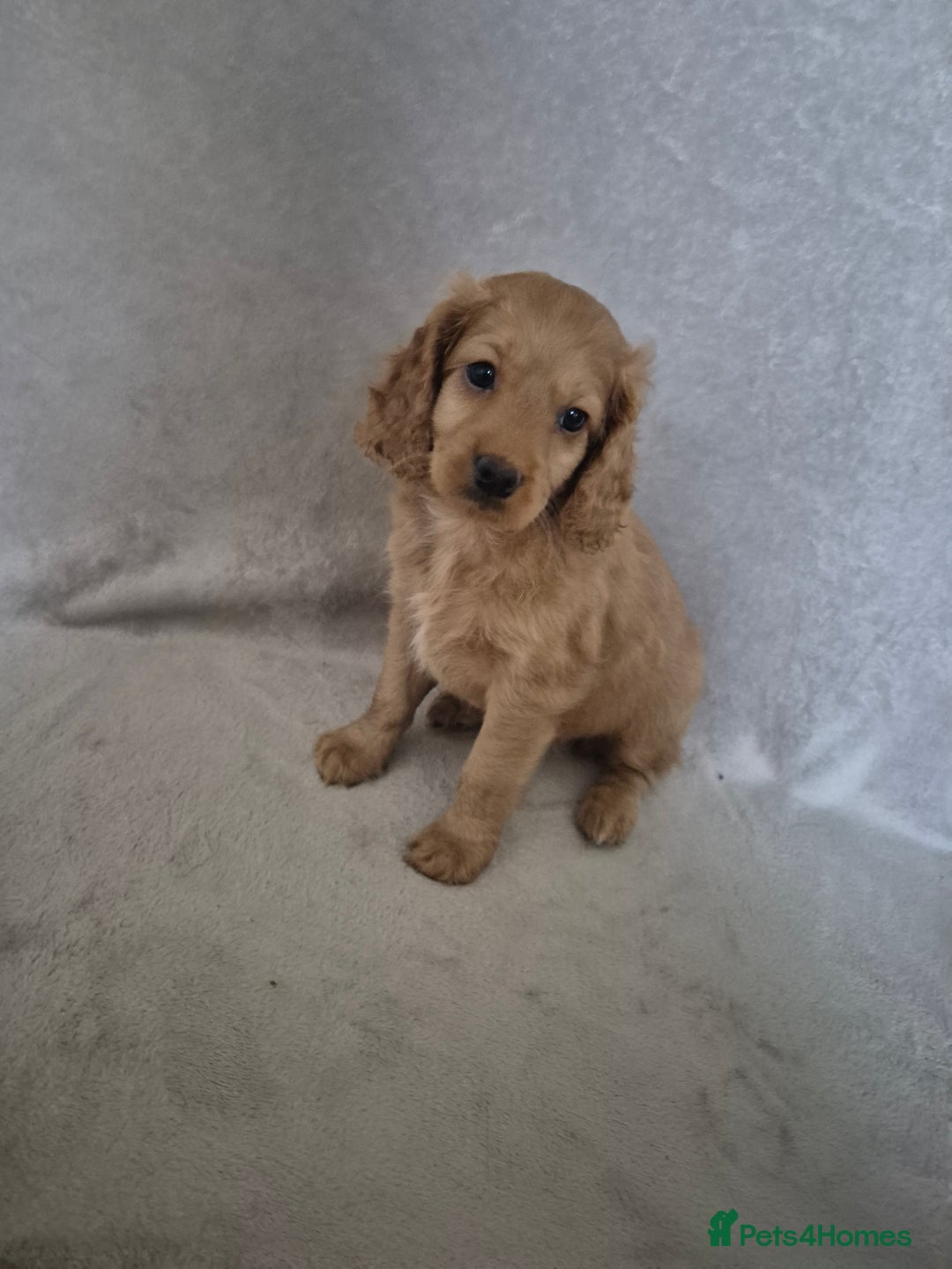 Cockapoo dogs for sale: Cockapoo puppies - Image 15