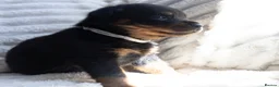 Rottweiler dogs for sale: Full KC Pedigree Rottweilers - Advert 10