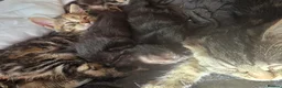 Mixed Breed cats for sale: Tabby kittens  - Advert 10