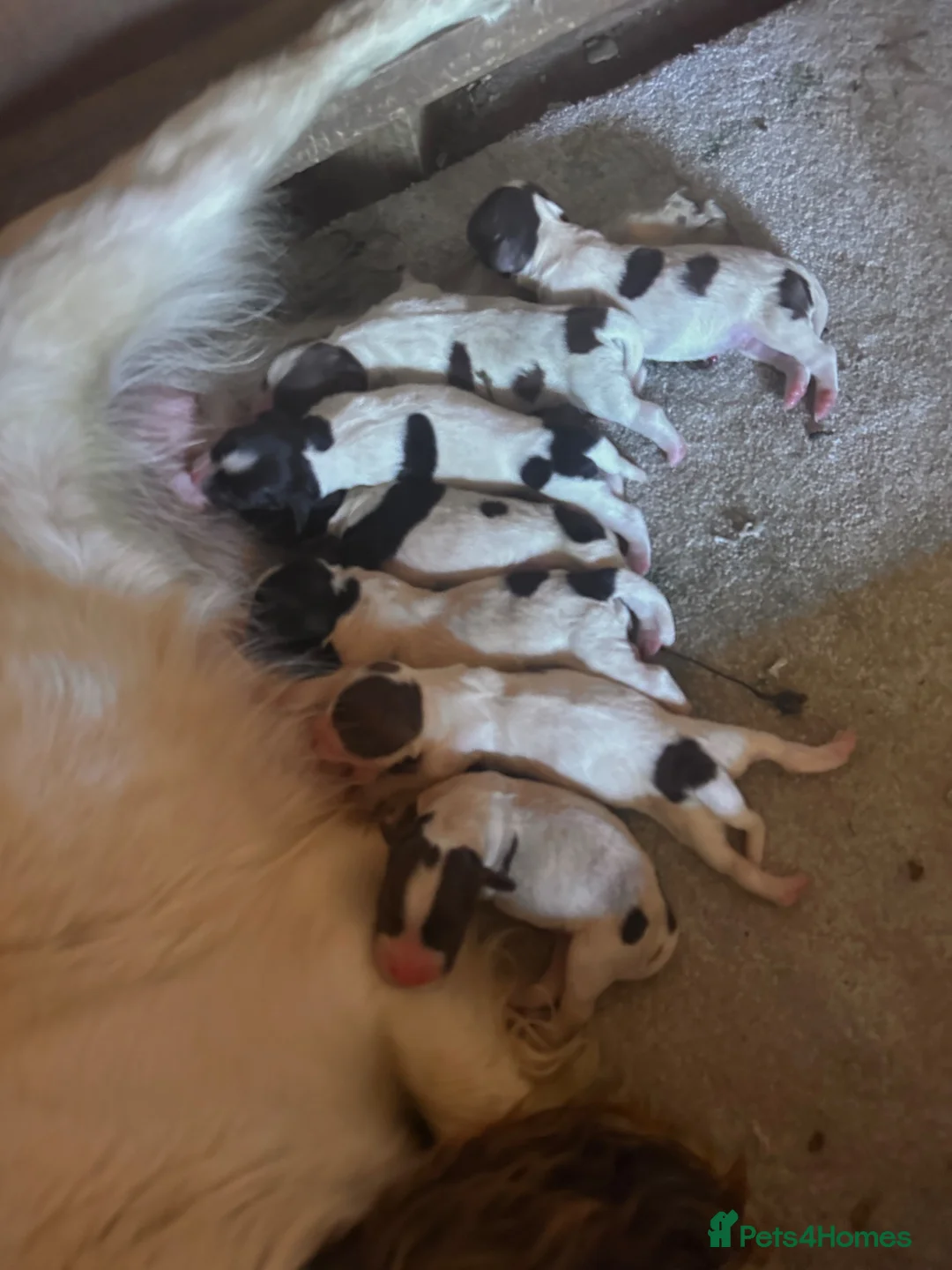 English Springer Spaniel dogs for sale: K C springer spaniels in Cambridge - Advert 1