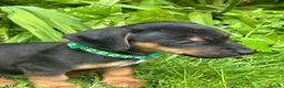 Jackshund dogs for sale: Adorable Dachshund x Jack Russell Puppies  - Advert 4
