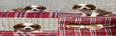 Cavalier King Charles Spaniel 3