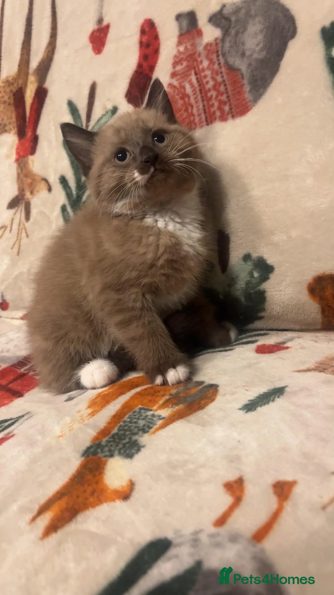 Siamese cats for sale: Lovely Siamese kittens ready to leave  - Advert 1