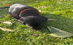 Labrador Retriever dogs for sale: 1 Black Labrador bitch left ready to go now  - Image 10