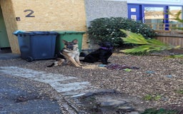 Mixed Breed dogs for sale: German Shepherd X Labrador  - Image 3