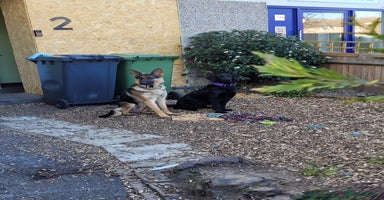 Mixed Breed dogs - Advert 4