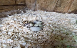 Quail poultry for sale: Quail eggs - Image 2
