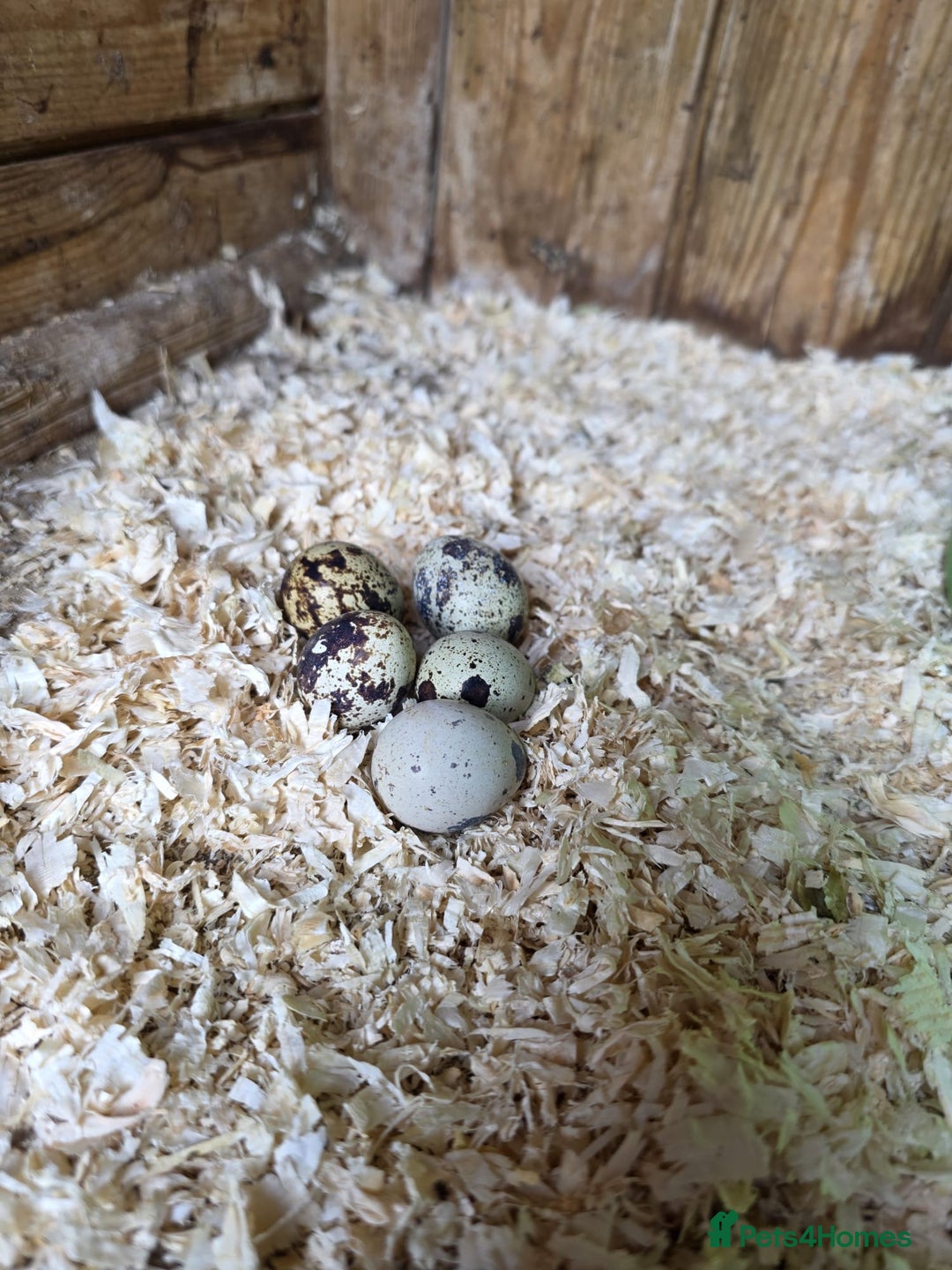 Quail poultry for sale: Quail eggs - Image 2
