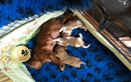 Cavalier King Charles Spaniel dogs for stud: Fully health tested proven Kc reg, multi gen clear in Wrexham - Image 22