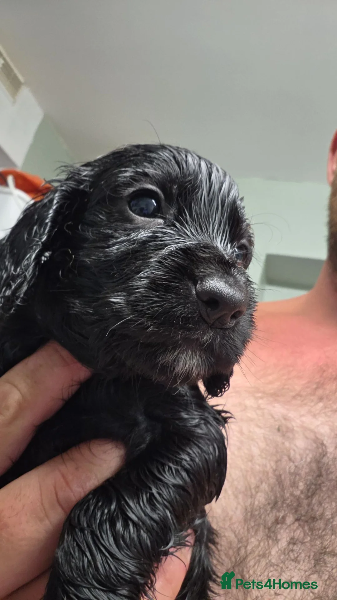 Sprocker dogs for sale: Sprocker spaniel  in Highbridge - Advert 6