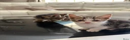 Mixed Breed cats for sale: 3 beautiful baby kittens for sale  - Advert 5