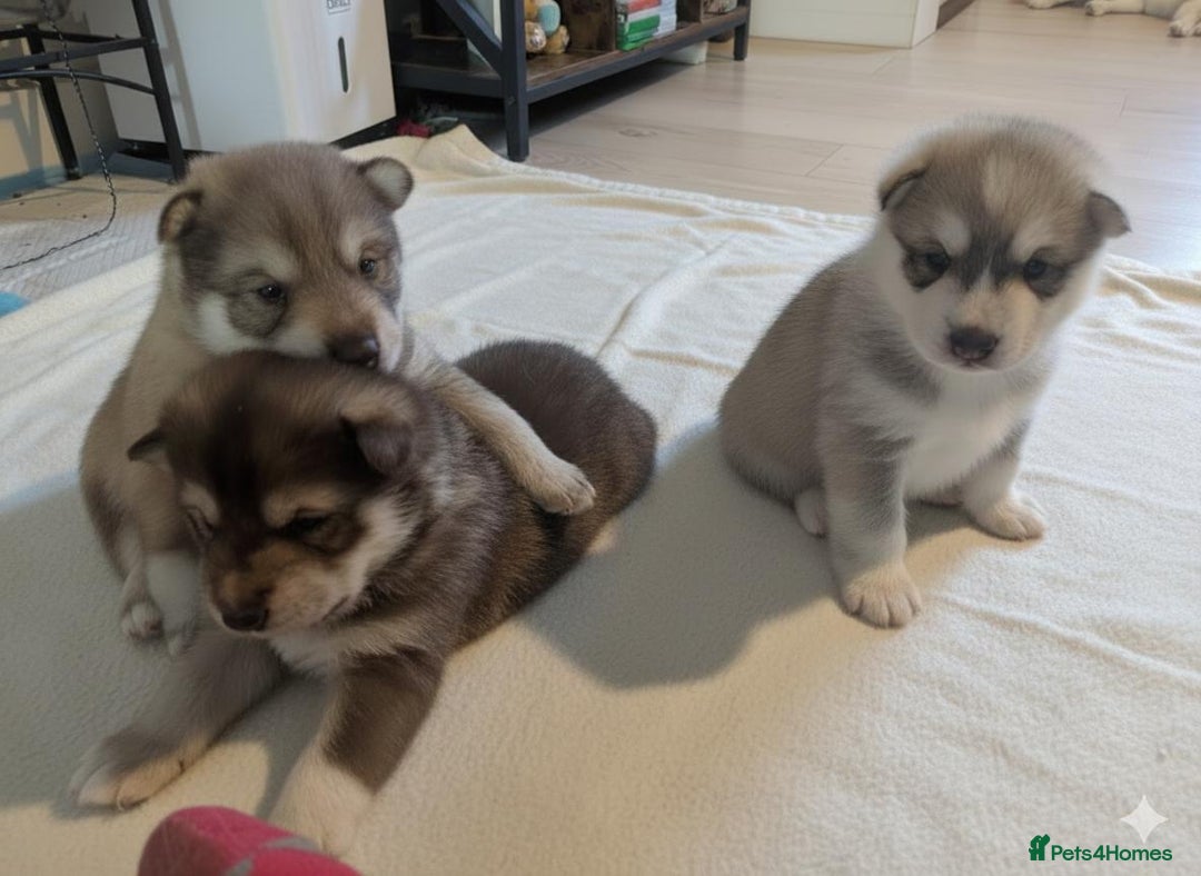 Siberian Husky dogs for sale: Stunning Rare colured,Blue-Eyed Husky Pups - Advert 1