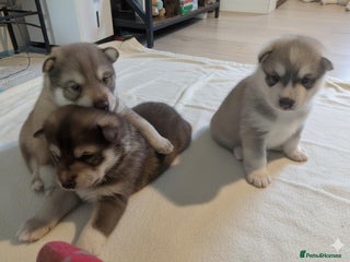Siberian Husky dogs Stunning Rare colured,Blue-Eyed Husky Pups - Advert 3