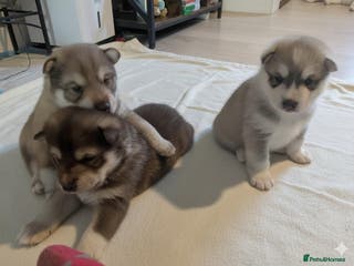 Siberian Husky dogs Stunning Rare colured,Blue-Eyed Husky Pups - Advert 2
