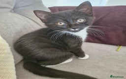 British Shorthair cats for sale: British Shorthair Mix Kittens - Image 6