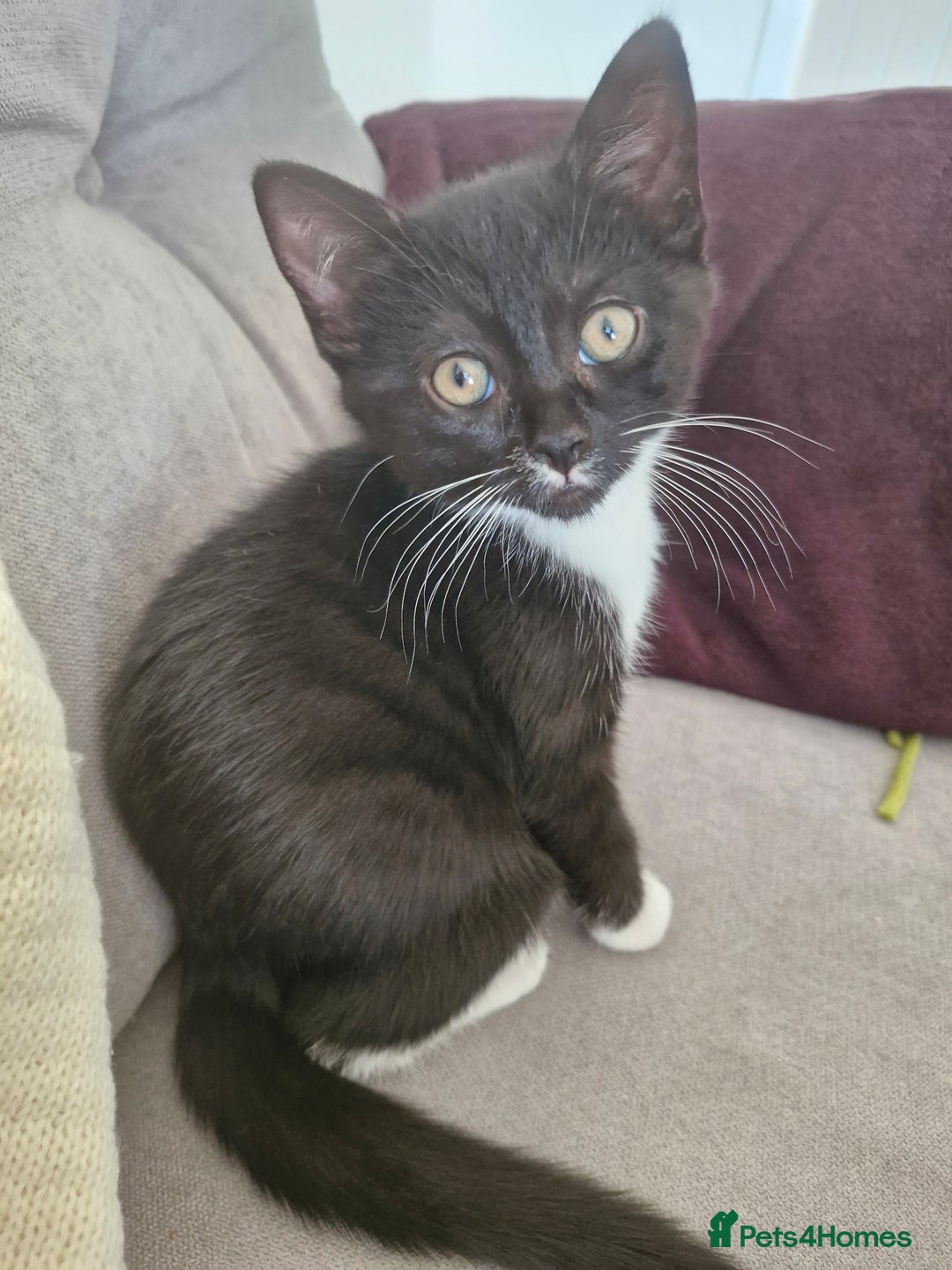 British Shorthair cats for sale: British Shorthair Mix Kittens - Image 6
