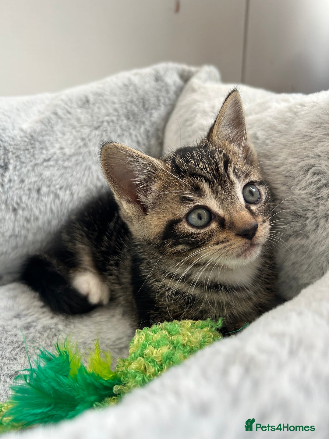 Mixed Breed cats for sale: 3 month old tabby  - Advert 2