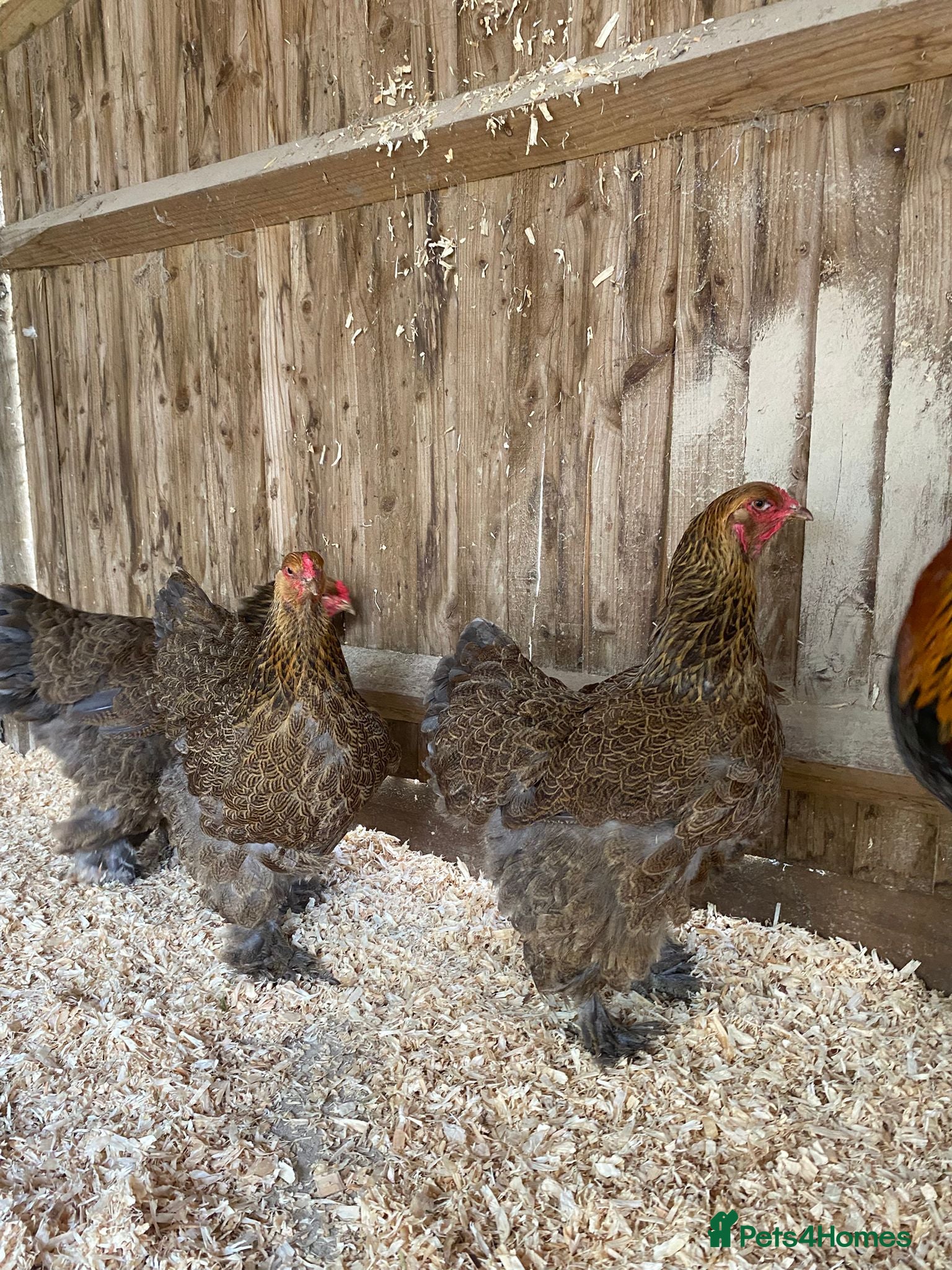 Chickens poultry for sale: 🥚LF Gold partridge brahma- hatching eggs 🥚  - Advert 6