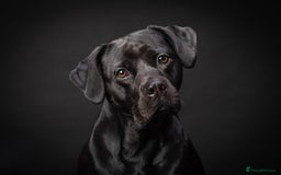 Mixed Breed dogs for sale: Male Labrador X puppy  - Image 2