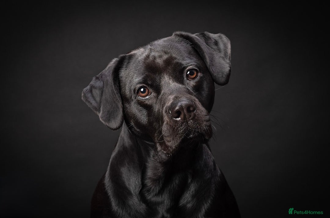 Mixed Breed dogs for sale: Male Labrador X puppy  - Image 2