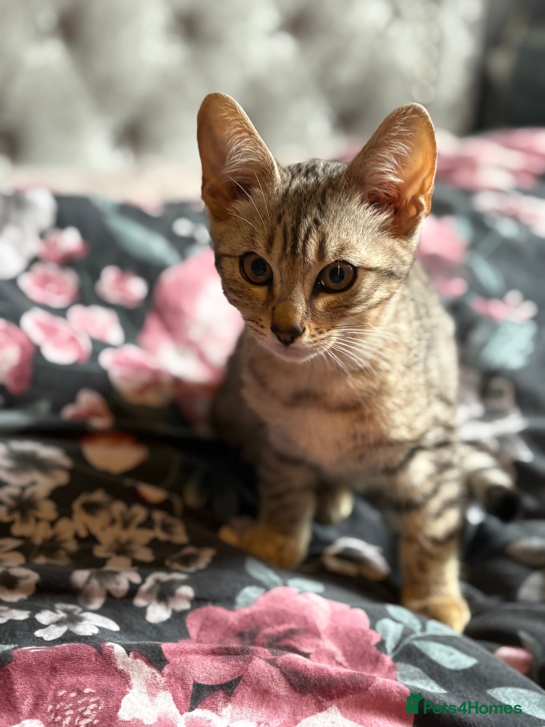 Bengal cats for sale: Bengal kittens 15 weeks  - Image 3