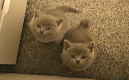 British Shorthair cats for sale: Pretty British shorthair  - Image 14