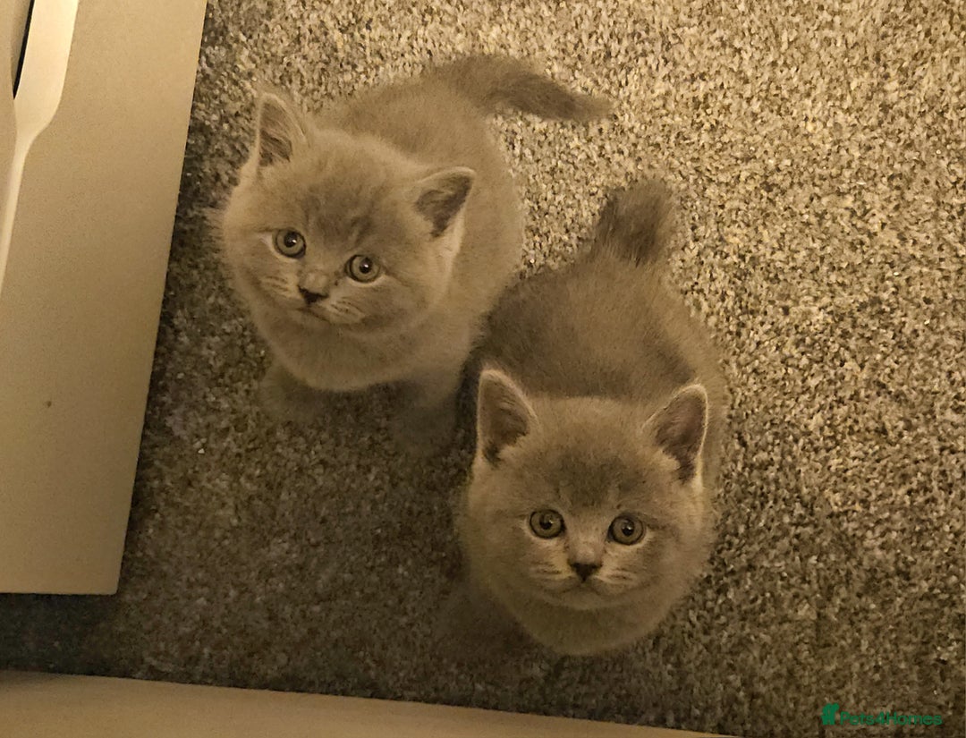 British Shorthair cats for sale: Pretty British shorthair  - Image 14