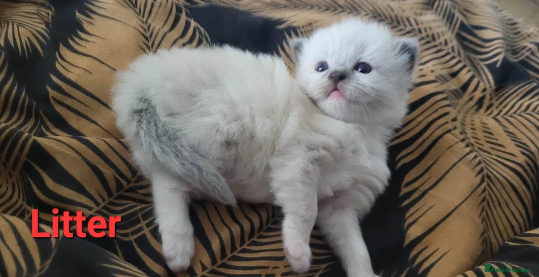 Ragdoll cats for stud: BEAUTIFUL BLUE POINT LARGE STUD RAGDOLL in Preston - Advert 12