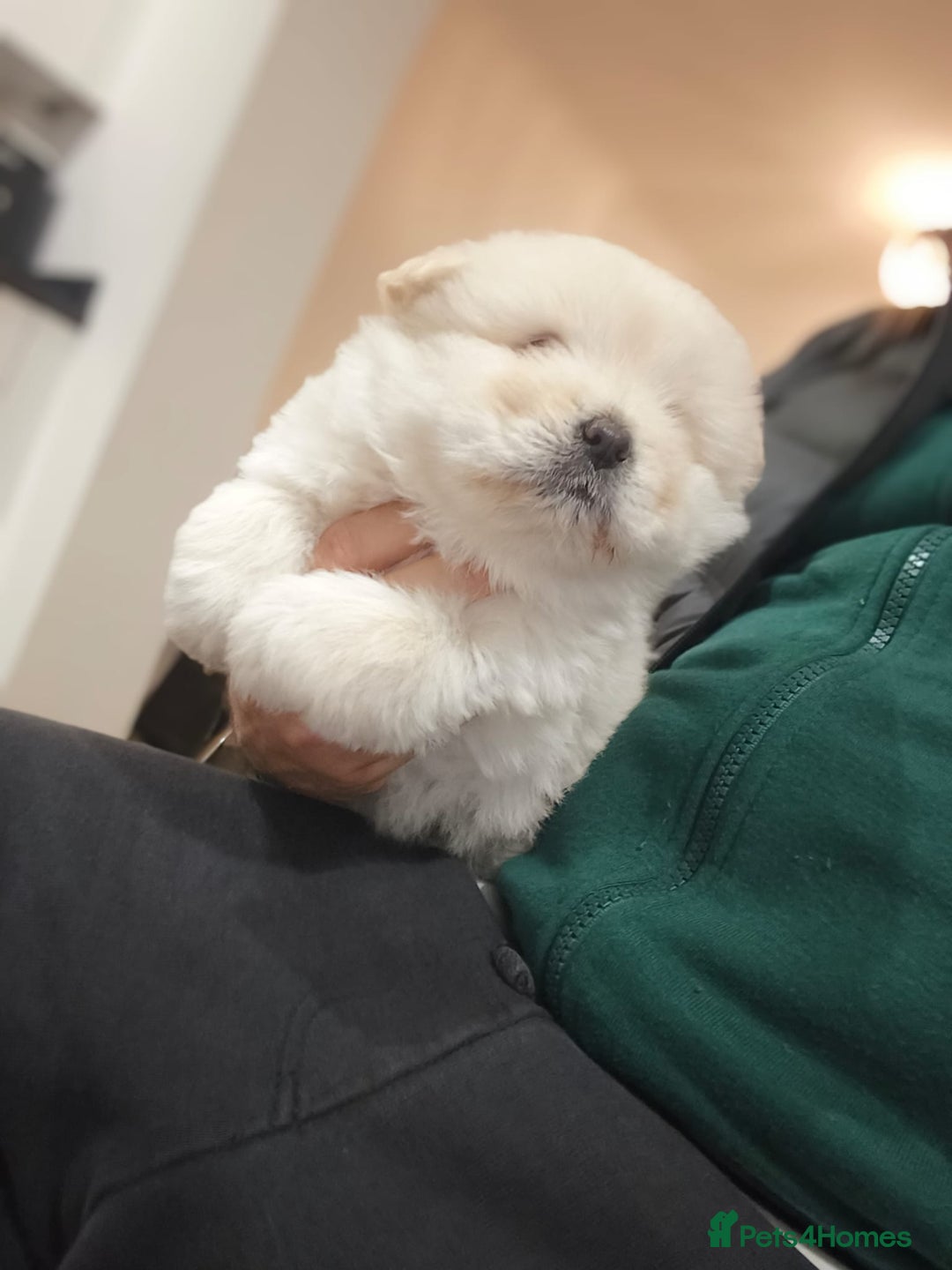 Chow Chow dogs for sale: Chow Chow for sale - Advert 1