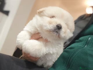 Chow Chow dogs Chow Chow for sale - Advert 11