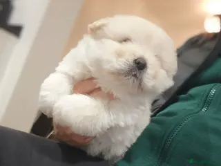 Chow Chow dogs Chow Chow for sale - Advert 13