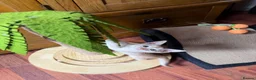 Abyssinian cats for sale: ❤️🏆 Outstanding Abyssinian Kittens Available 🏆❤️ - Advert 17