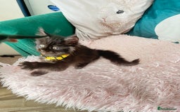 Maine Coon cats for sale: XXL Maine Coon kittens 🔥rare Black Smoke  - Image 11