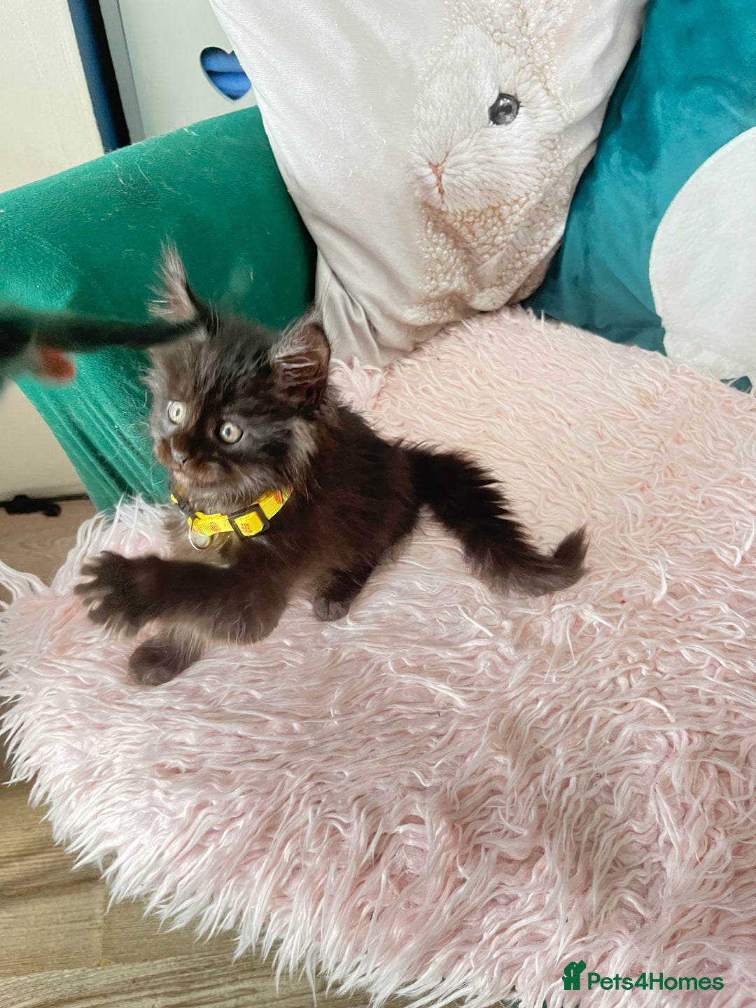 Maine Coon cats for sale: XXL Maine Coon kittens 🔥rare Black Smoke  - Image 11