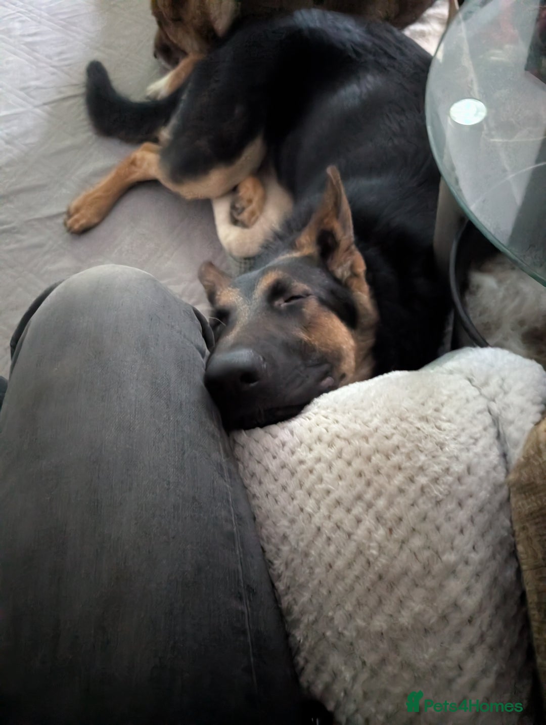 German Shepherd dogs for sale: German Shepherd Pup - Advert 5