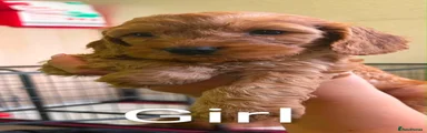 Cockapoo 6
