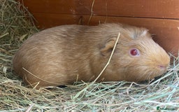 Guinea Pig rodents for sale: Beautiful mix of female Guineapigs  - Image 6