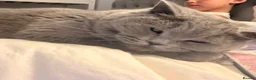 British Shorthair cats for sale: Gorgeous British short hair 5 months old kitten  - Advert 2