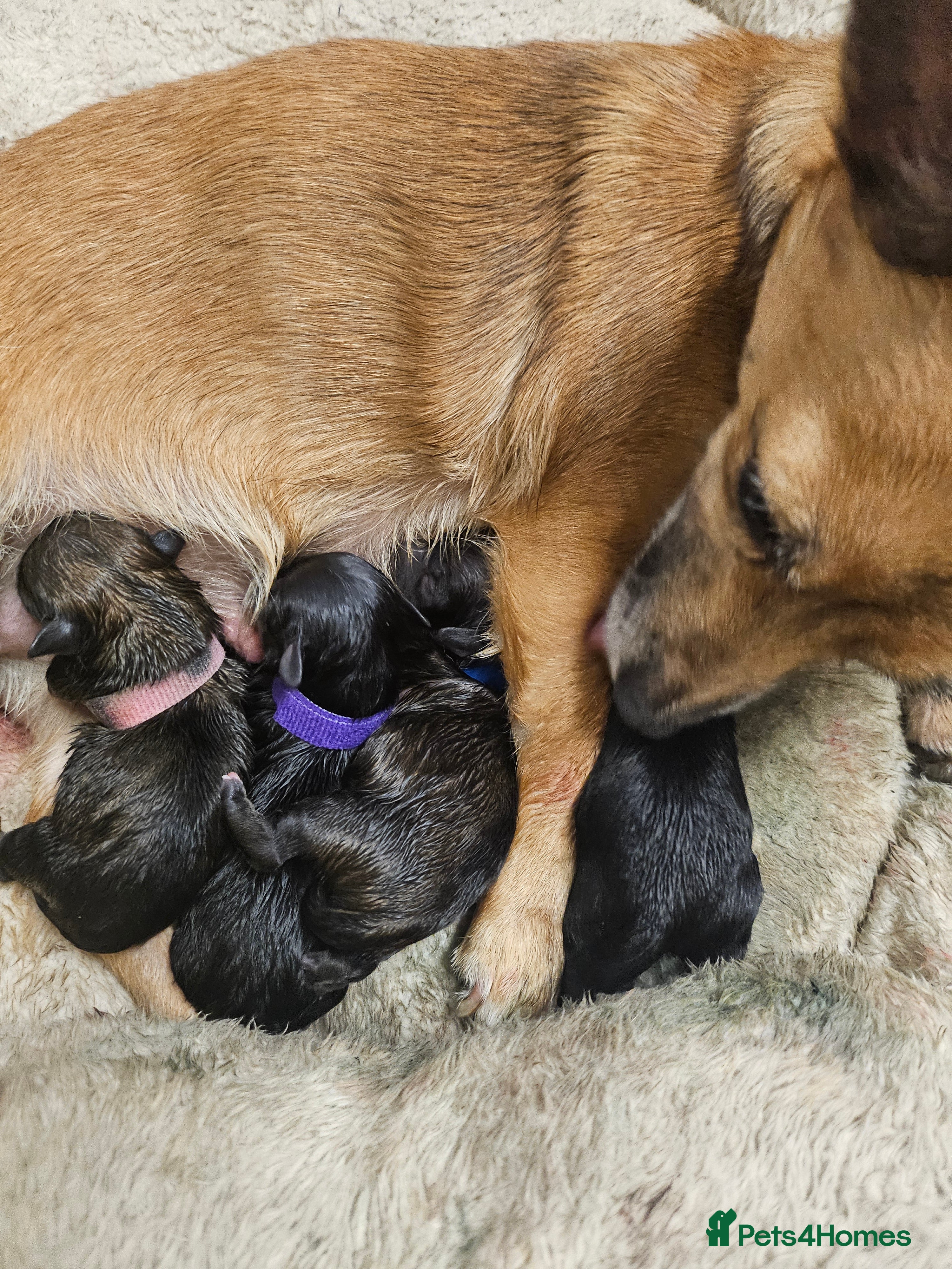Mixed Breed dogs Puppy for sale - Advert 13