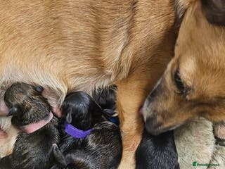 Mixed Breed dogs Puppy for sale - Advert 5