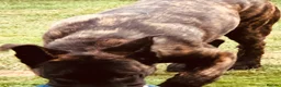 German Shepherd dogs for sale: Dutch shepherd, not a German shepherd  - Advert 3