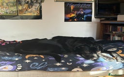 Mixed Breed dogs for sale: For adoption  in Stalybridge - Image 4