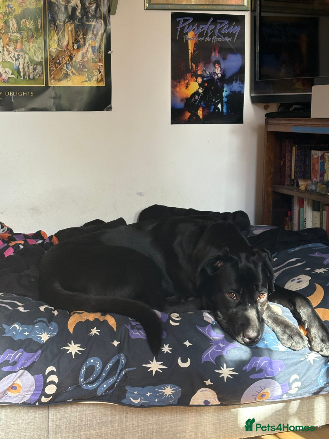 Mixed Breed dogs for sale: For adoption  in Stalybridge - Image 4