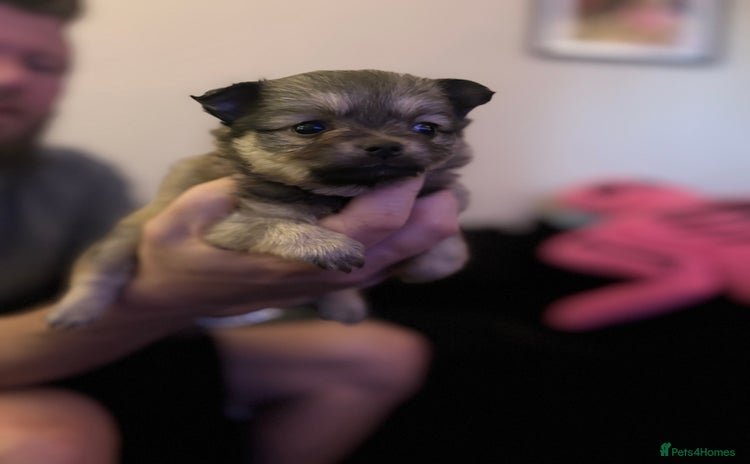 Chihuahua dogs - Advert 9