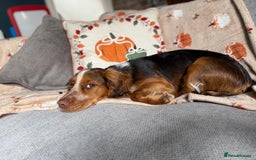 Cocker Spaniel dogs for sale: Working cocker for sale (Mylo)  - Image 12