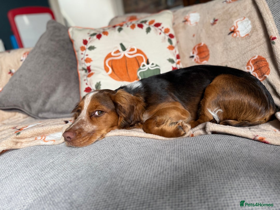 Cocker Spaniel dogs for sale: Working cocker for sale (Mylo)  - Image 12