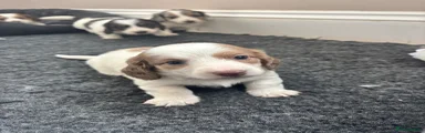 Dachshund Puppy 3