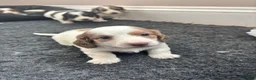 Dachshund dogs for sale: QUALITY LONGHAIRED MINIATURE DACHSHUND PUPPIES - Advert 11