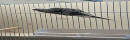 Budgerigars birds for sale: Beautiful Female Budgie – 2025 Rung - Advert 6