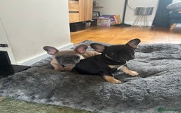French Bulldog dogs for sale: 🐾 French Bulldog Puppies - Ready to go! 🐾 - Image 9